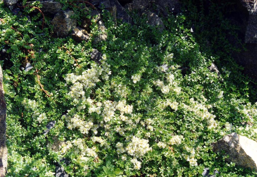 Paronychia kapela ssp serpyllifolia en fleurs sur des éboulis stabilisés dans les Alpes